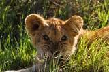 Profile Photos of Essenia Safari Experts LTD