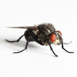 Flying Insect Control  Edinburgh
