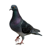 Feral Pigeon Control Edinburgh