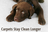 Profile Photos of Heaven's Best Carpet Cleaning Mooresville NC
