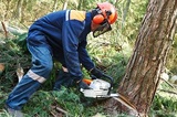 Pricelists of Albany Tree Removal