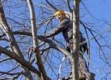 Pricelists of Albany Tree Removal