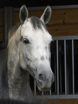 Profile Photos of Darien Equestrian Center