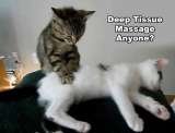Kitty Deep Tissue Massage Massage Professionals of Jackson Hole Jackson Hole 