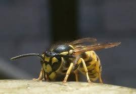  Profile Photos of Wasp Nest Removal Croydon 73 Park Lane - Photo 6 of 7