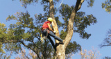  Affordable Tree Removal Adelaide 22 Beare Ave, Netley 