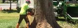  Affordable Tree Removal Adelaide 22 Beare Ave, Netley 