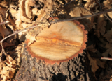 Profile Photos of Madison Stump Removal and Tree Services