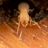 Profile Photos of MightyMite Termite Services
