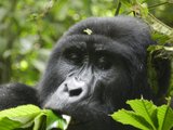 Gorillas in Uganda - up to ten day's safari!