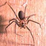 Profile Photos of Bayou Cajun Termite & Pest Control