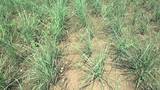 Aromatic Grass Pacific  Herbs Agro Farms Pvt Ltd Pacific Agro, 