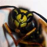 Profile Photos of Wasp Nest Removal Epsom