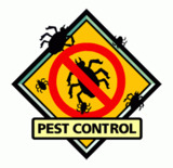 New Album of Pest Control Thurrock