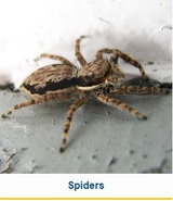 Profile Photos of Legacy Pest Control