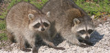 Wildlife Removal Services of First Choice Wildlife Services
