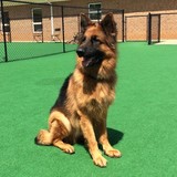 Profile Photos of Dogs By Andy K-9 Services