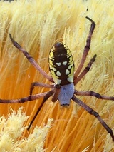 Profile Photos of Bug Zapper Pest Control