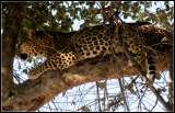                                Leopard, the shy one in the 