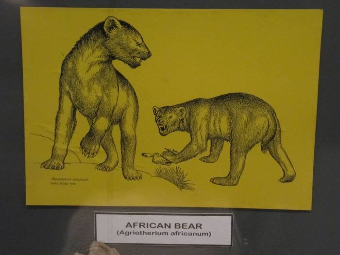      Illustration of African Bear by Cedric Hunter                           Profile Photos of West Coast Fossil Park R45 Langebaanweg - Photo 1 of 6