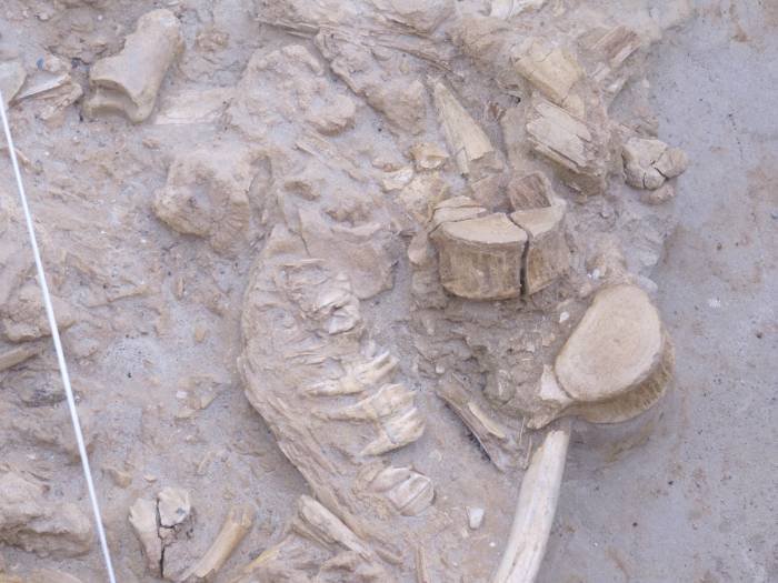 5 million years old!Vertebrae,  teeth,  jaws, toe bones - all on display in the fossil dig site                                Profile Photos of West Coast Fossil Park R45 Langebaanweg - Photo 2 of 6