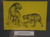      Illustration of African Bear by Cedric Hunter                           West Coast Fossil Park R45 Langebaanweg 