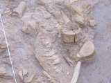 5 million years old!Vertebrae,  teeth,  jaws, toe bones - all on display in the fossil dig site                               