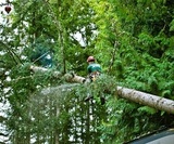 Profile Photos of Evergreen landscape care and tree services