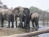 Elephant herd - Etosha National Park CrissCross Namibia Safaris 1124 Sesriem Street 