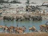 Etosha National Park Waterhole