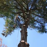 New Album of A-1 Tree Trimming & Removal
