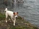Jack Russel Dog Walkers covering South Oxon & West Berks - WalKeys LLP The Old Vicarage 