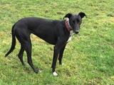 Greyhound Dog Walkers covering South Oxon & West Berks - WalKeys LLP The Old Vicarage 