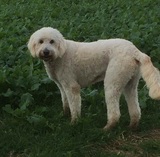 Labradoodle Dog Walkers covering South Oxon & West Berks - WalKeys LLP The Old Vicarage 