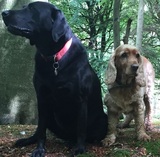 Black Lab with Cocker Spaniel Dog Walkers covering South Oxon & West Berks - WalKeys LLP The Old Vicarage 