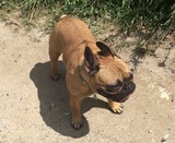French Bulldog Dog Walkers covering South Oxon & West Berks - WalKeys LLP The Old Vicarage 