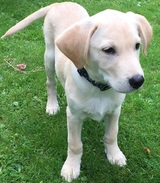 Golden Labrador Puppy Dog Walkers covering South Oxon & West Berks - WalKeys LLP The Old Vicarage 