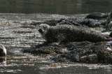Seals at Kylesku - Ruddyglow Park ~ Lochinver ~ Assynt ~ Sutherland ~ Highlands