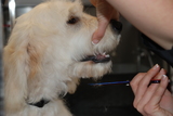  Muddy Little Paws - Professional Qualified Groomer 39 Valley Rise 