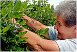 Profile Photos of Echo Springs Blueberry Farm