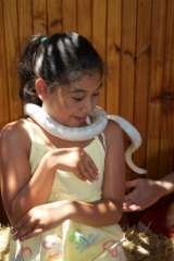Snowy our friendly and safe corn snake Ottery Barnyard 338 Ottery rd 