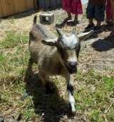 One of our goats is Kylie a dwarf Camaroon Ottery Barnyard 338 Ottery rd 