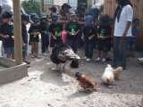 Turkey, duck and chickens they all love kids Ottery Barnyard 338 Ottery rd 