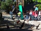 Relax and play surrounded by animals Ottery Barnyard 338 Ottery rd 