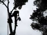 Weymouth tree surgeons. All aspects of tree and hedge work. Contact us for a free quote.