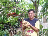  Santos Borbe Hi Value Fruits Nursery 7Hills, Balinad, 