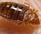 Profile Photos of All N One Pest Eliminators