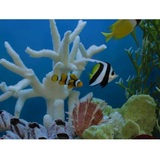 Profile Photos of Aquatech Aquarium Service