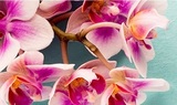 Profile Photos of Lotus Designs Flowers
