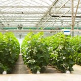 Profile Photos of Brenckle's Farms & Greenhouses